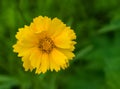 Lance Leaved Correopsis Sunflower Ã¢â¬â Coreopsis lanceolate Royalty Free Stock Photo